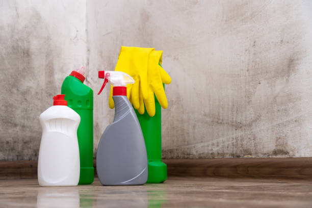 Why You Should Choose Our Mold Remediation Services in East Freehold, NJ